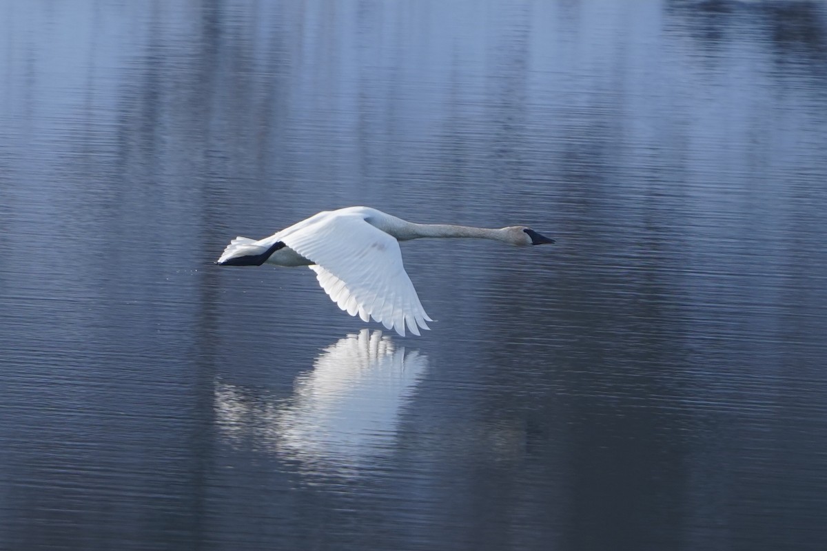 Trumpeter Swan - ML647142531