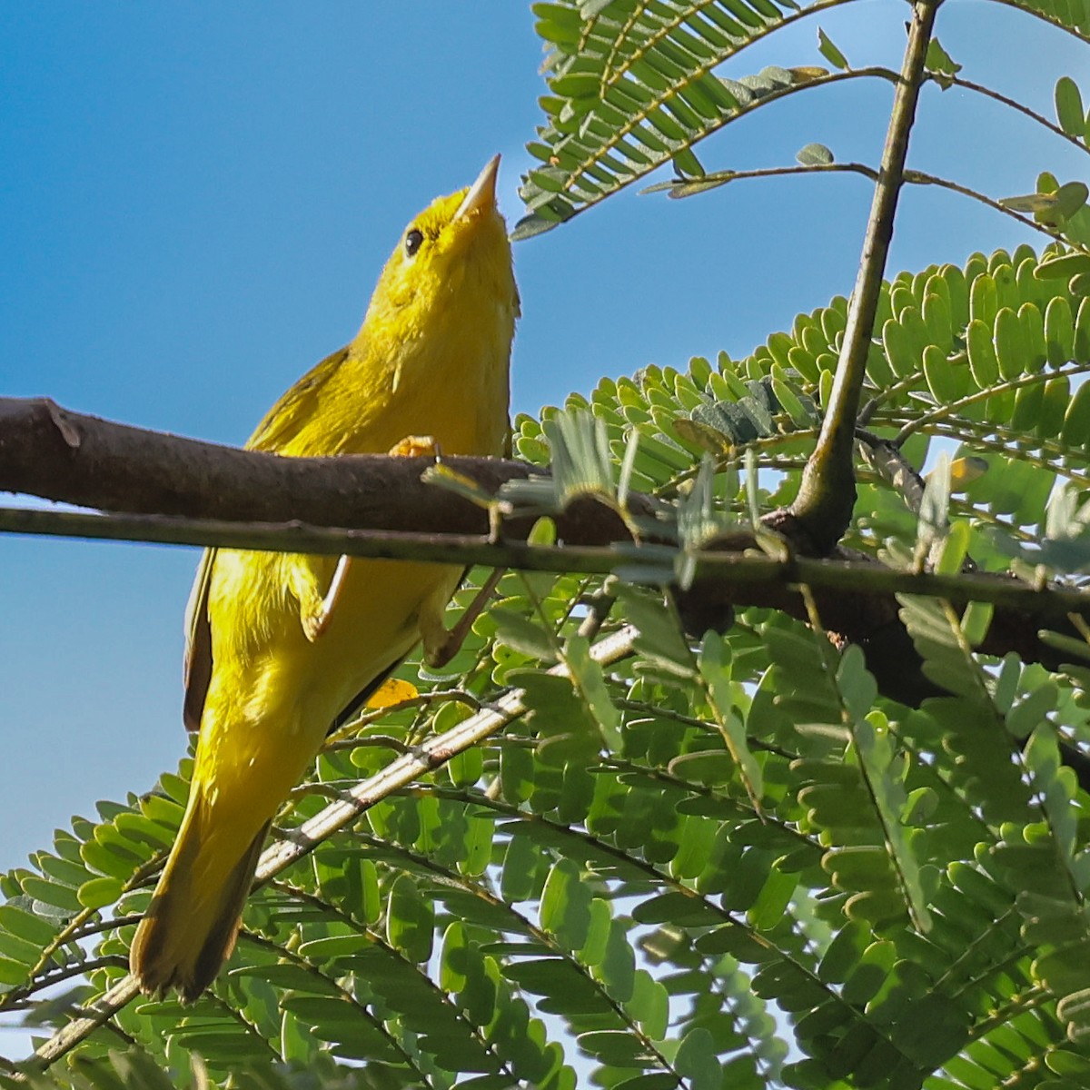 Northern Yellow Warbler - ML647142555