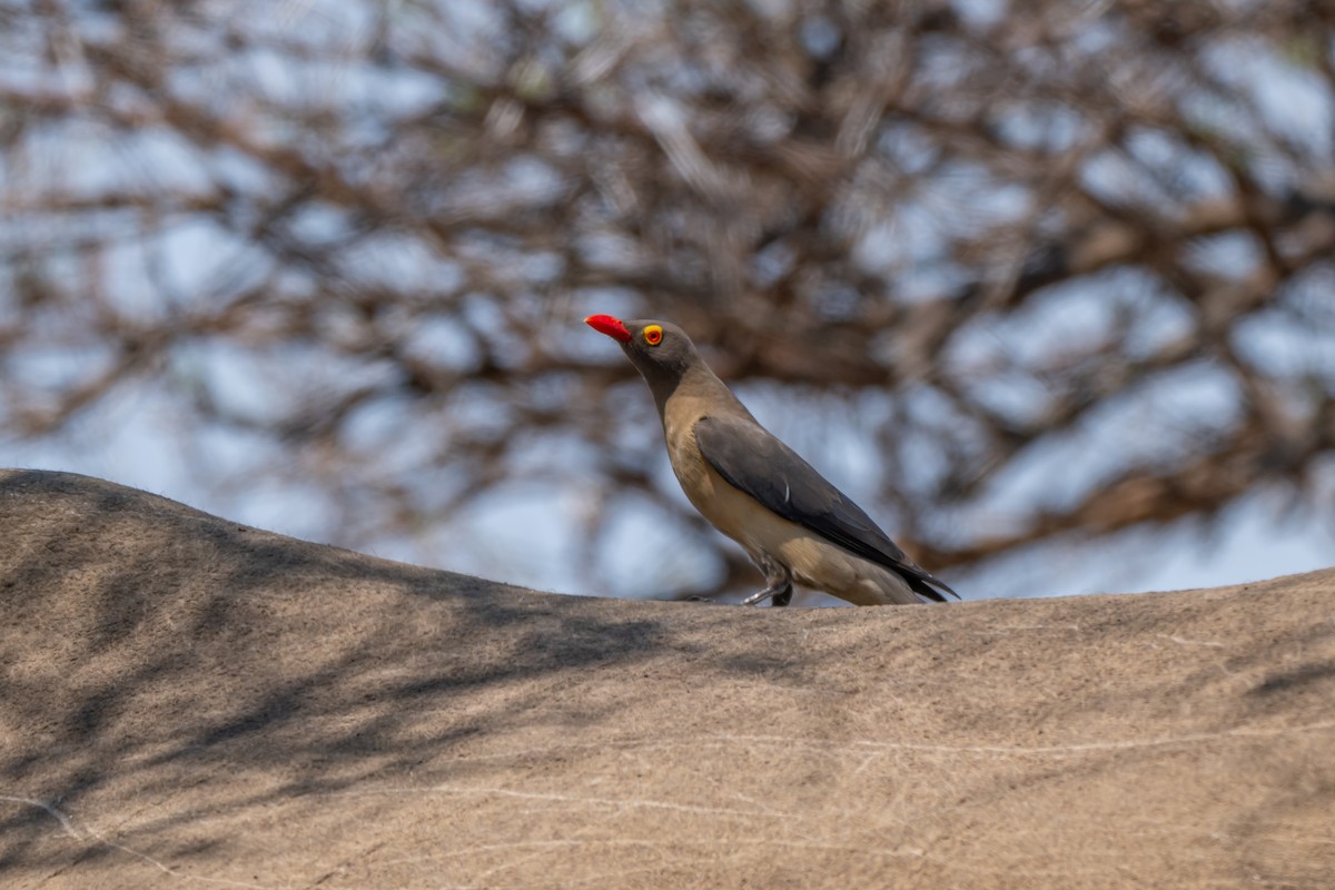 Red-billed Oxpecker - ML647142563