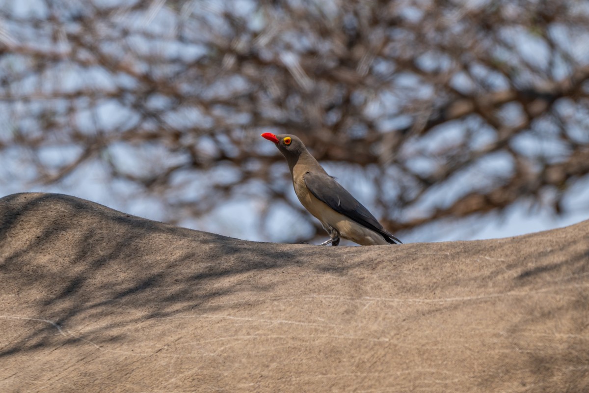 Red-billed Oxpecker - ML647142564