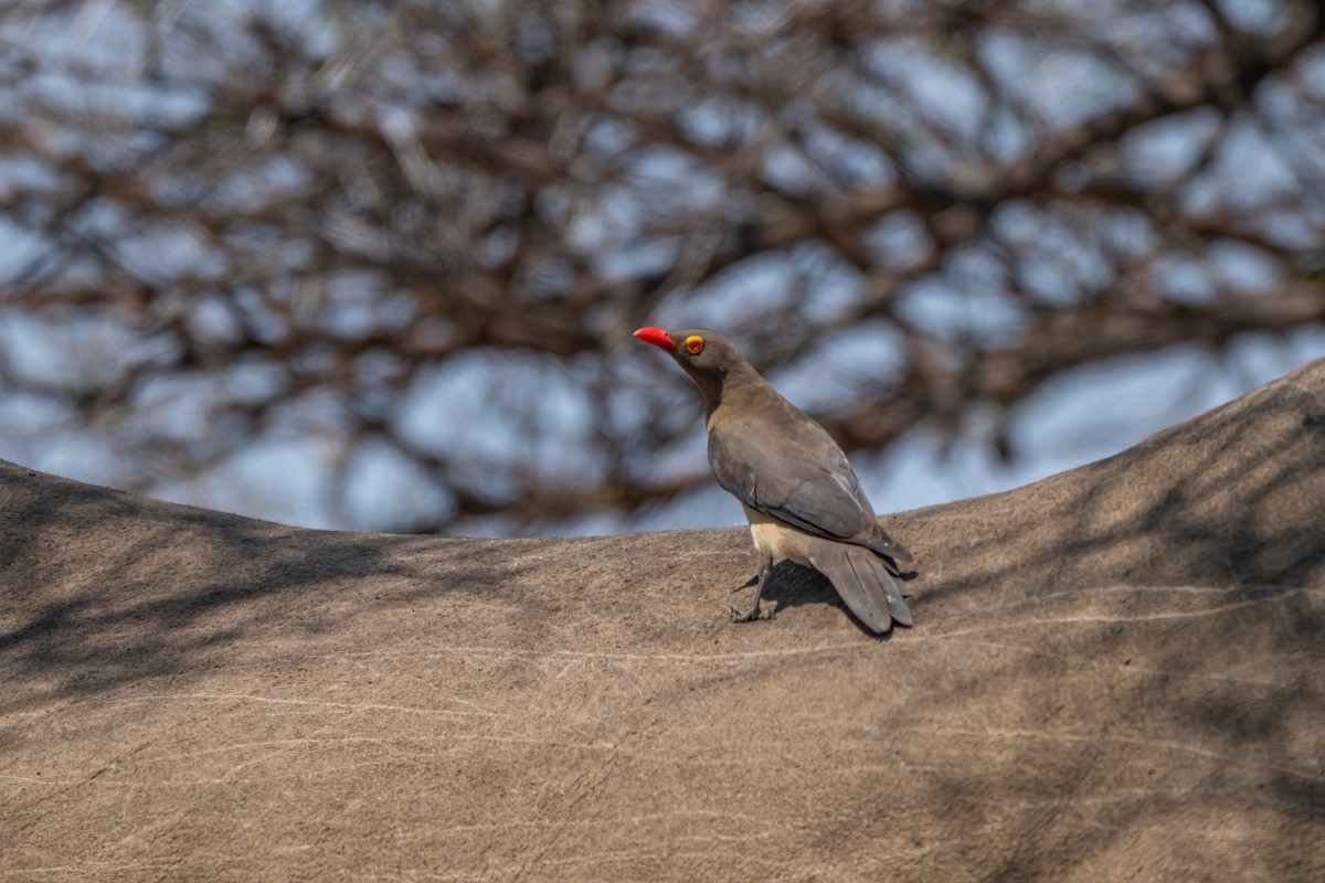 Red-billed Oxpecker - ML647142565
