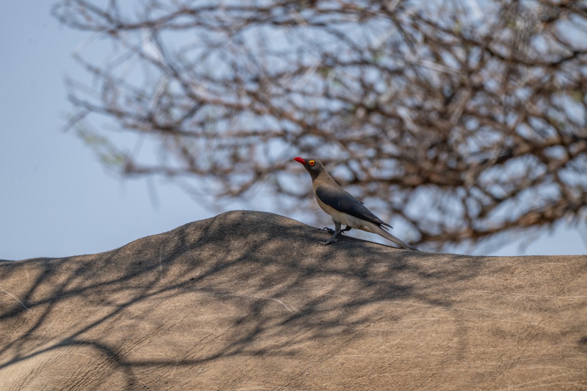 Red-billed Oxpecker - ML647142566