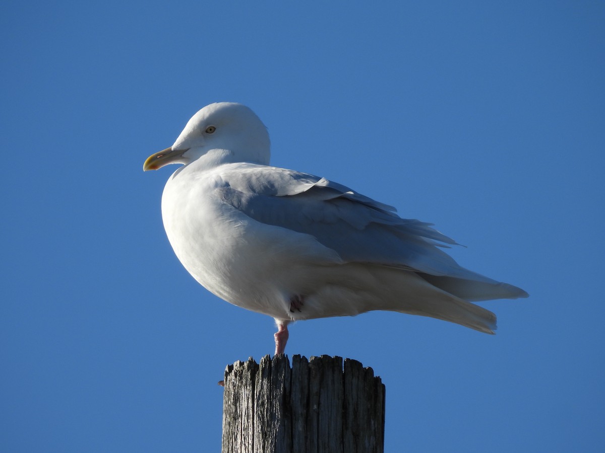 Gavión Hiperbóreo - ML647142570