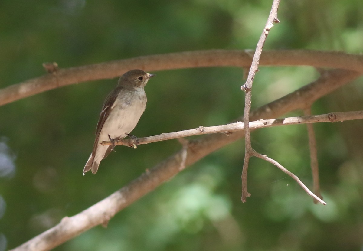 Alaca Sinekkapan - ML647142577