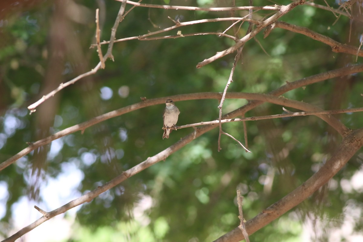 Alaca Sinekkapan - ML647142578