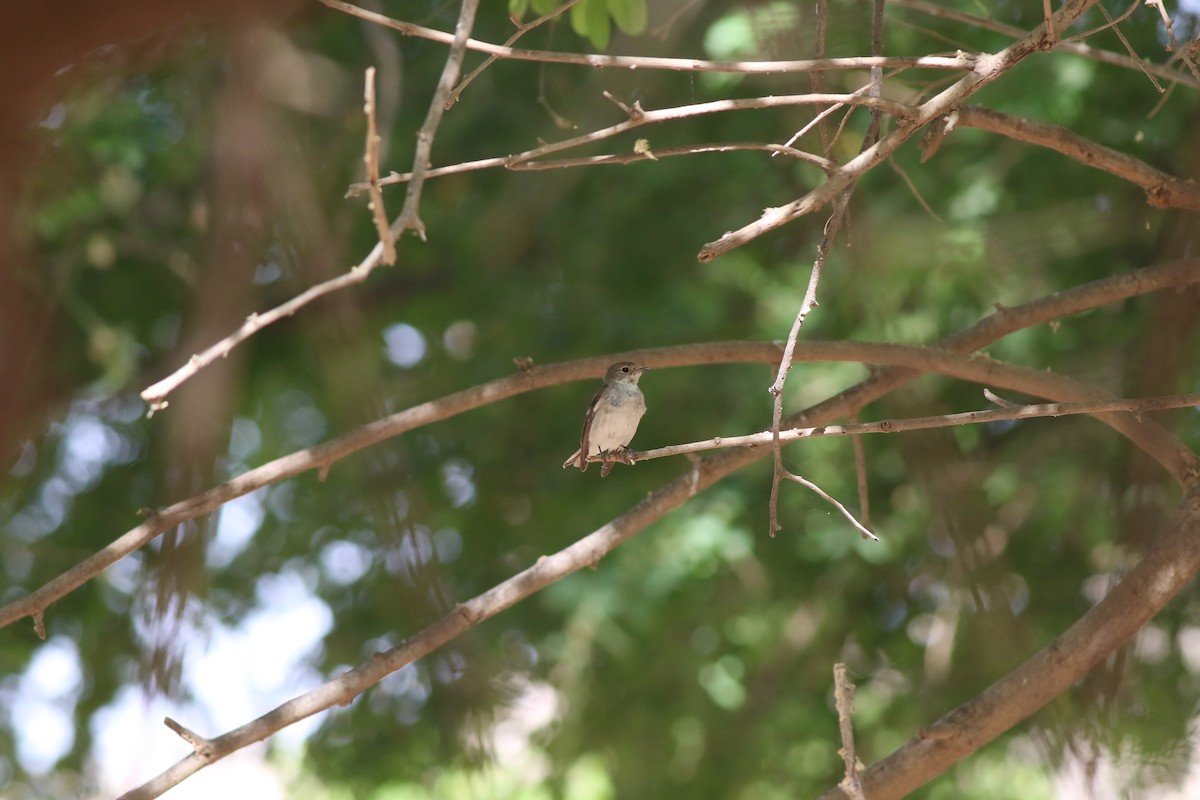 Alaca Sinekkapan - ML647142579