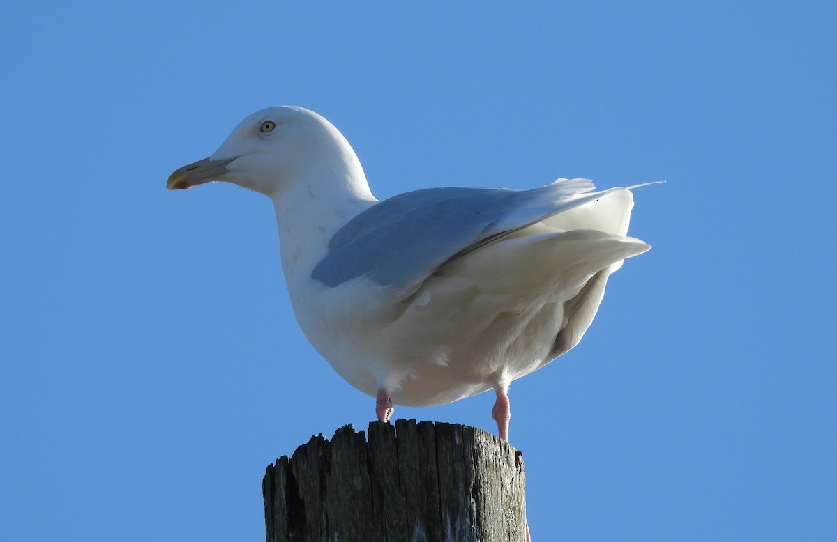 Gavión Hiperbóreo - ML647142599