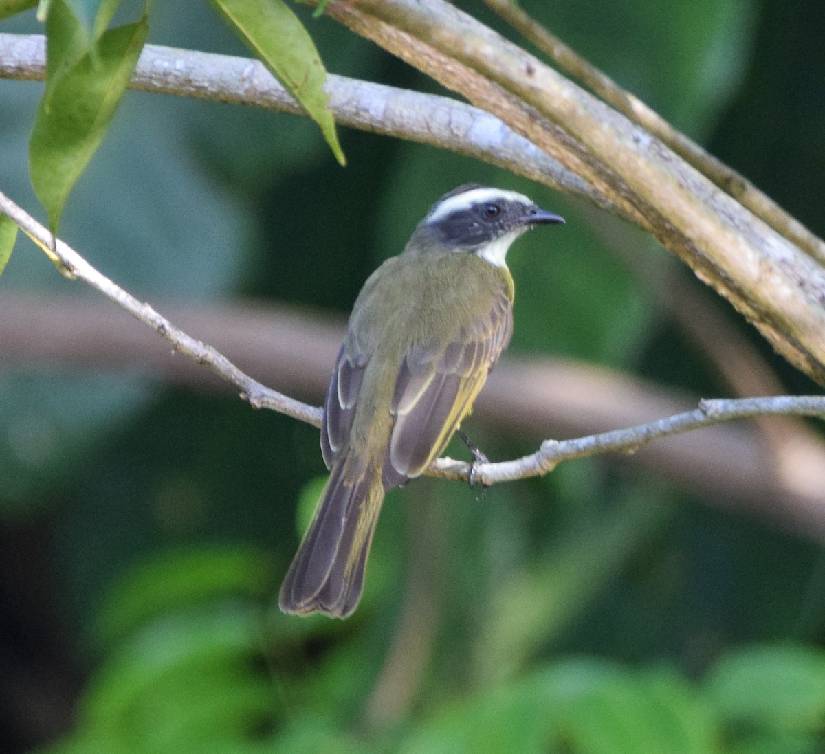 Sosyal Tiran - ML647142600