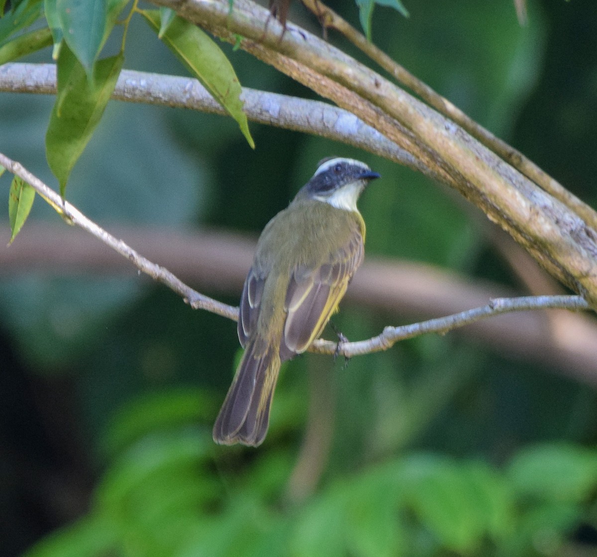 Sosyal Tiran - ML647142601