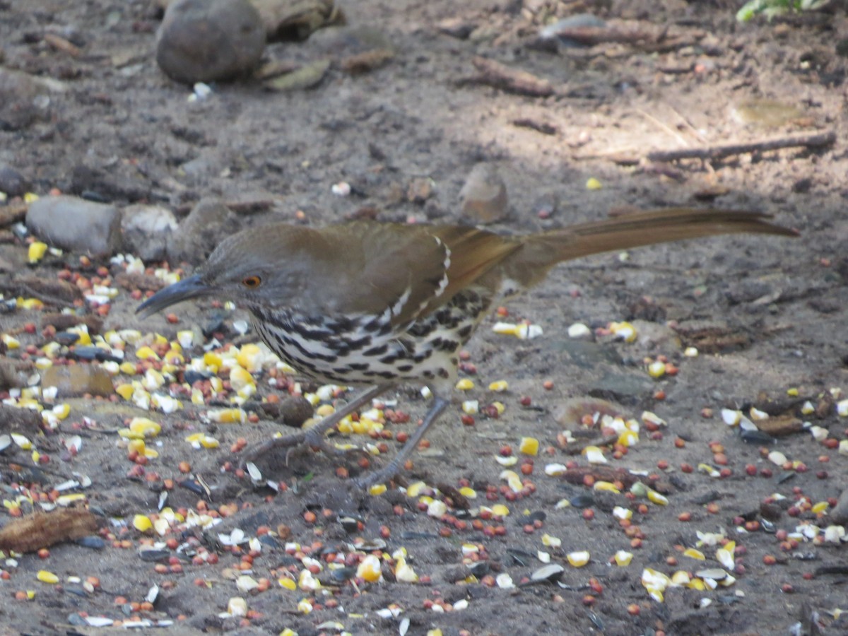 Long-billed Thrasher - ML647142607