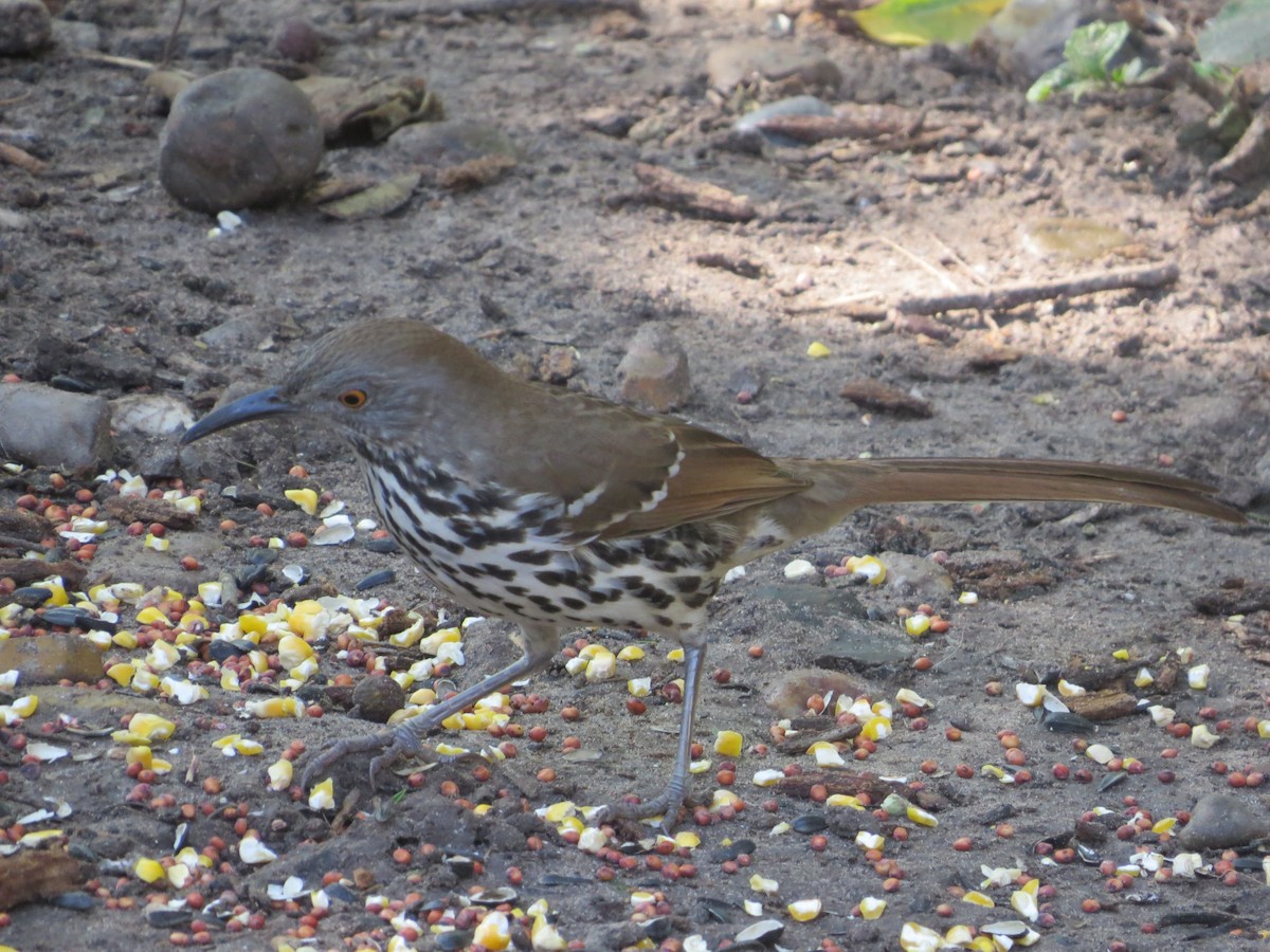 Long-billed Thrasher - ML647142608