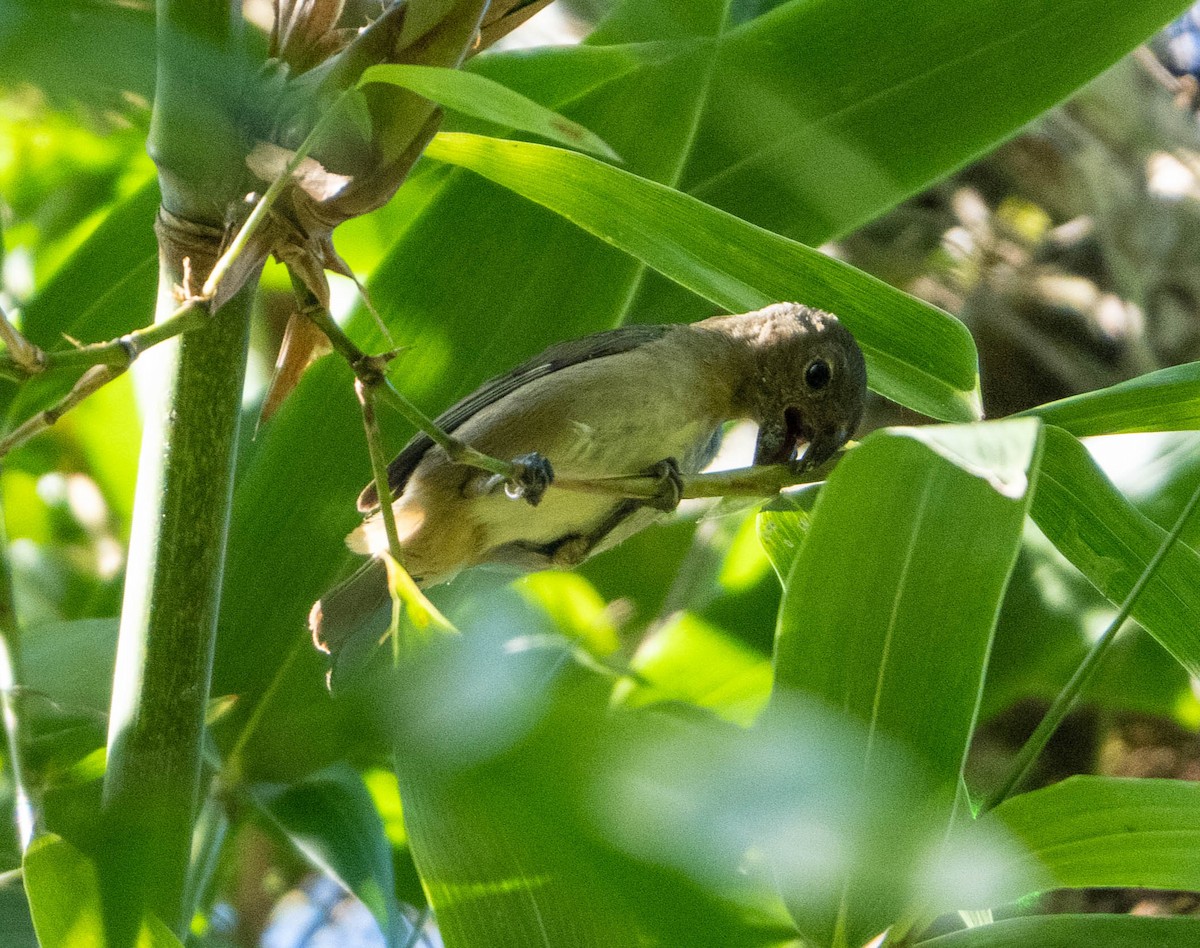 Temminck's Seedeater - ML647142622