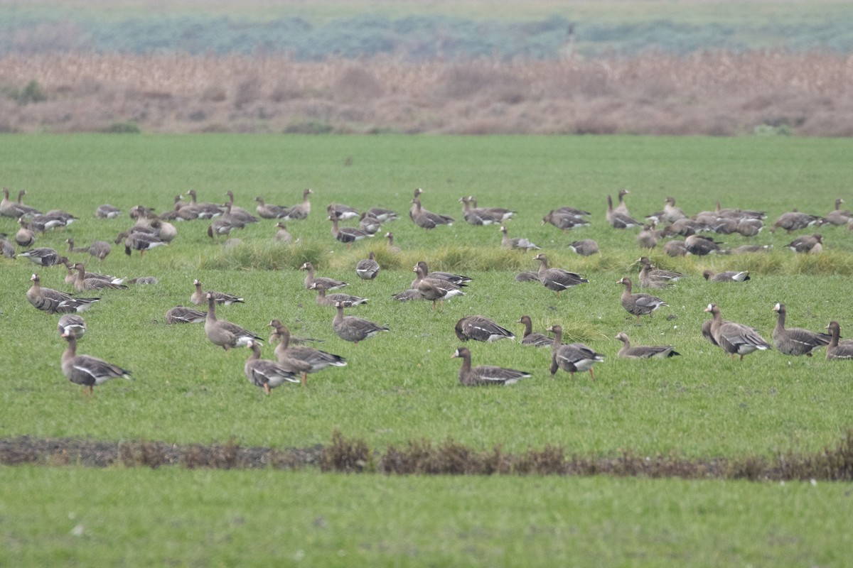 Greater White-fronted Goose - ML647142629