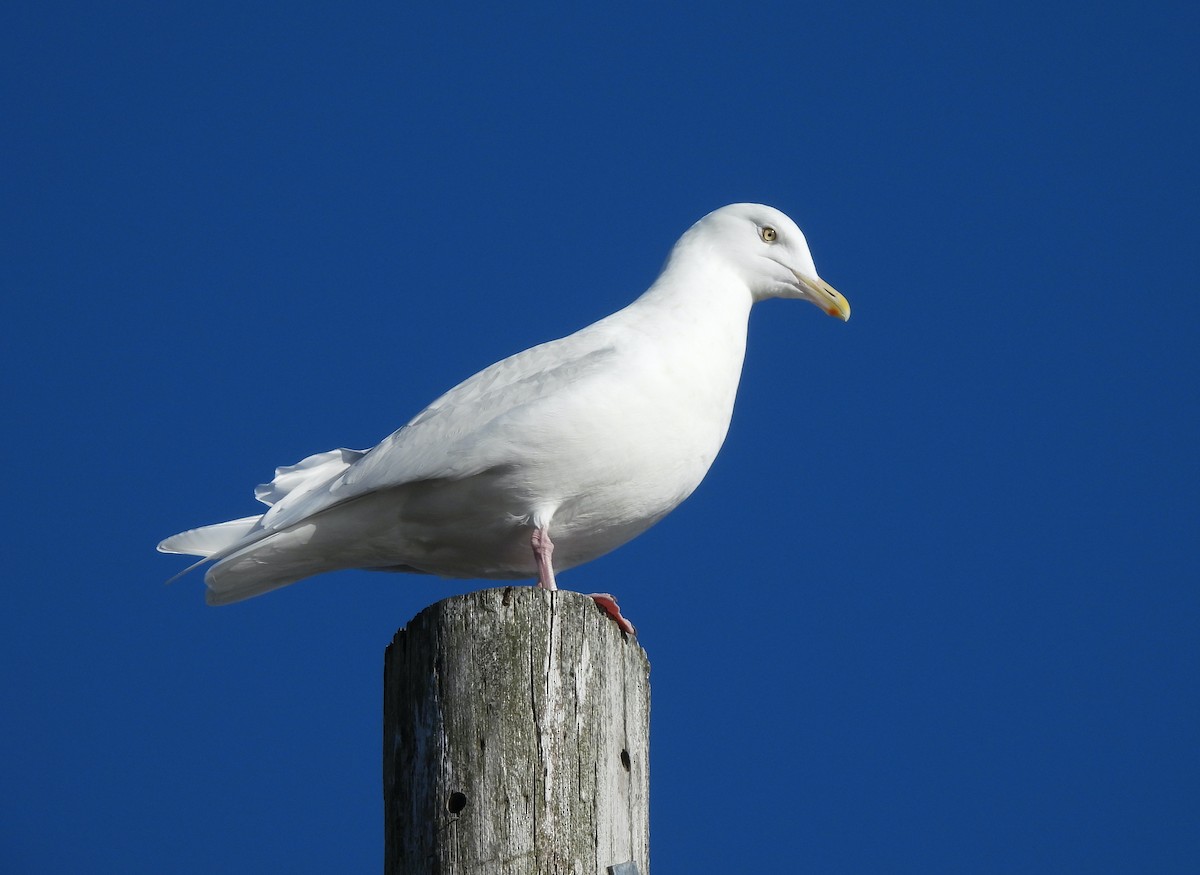 Gavión Hiperbóreo - ML647142634