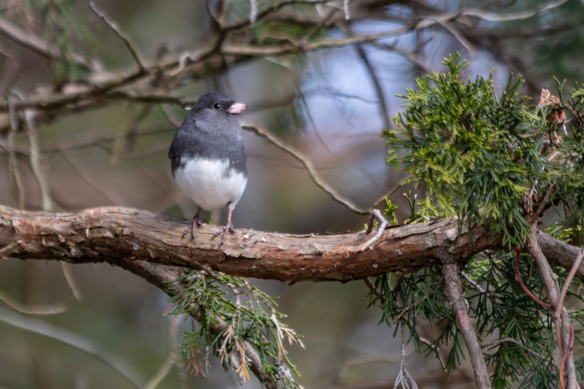 Kara Gözlü Junko (hyemalis/carolinensis) - ML647142643