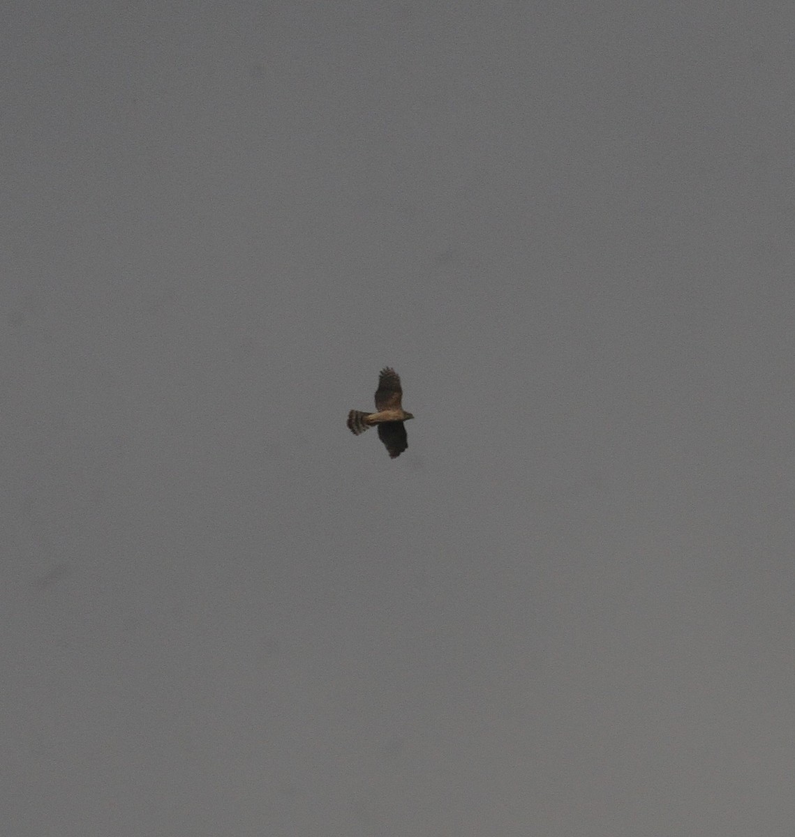 hønsehauk - ML647142648