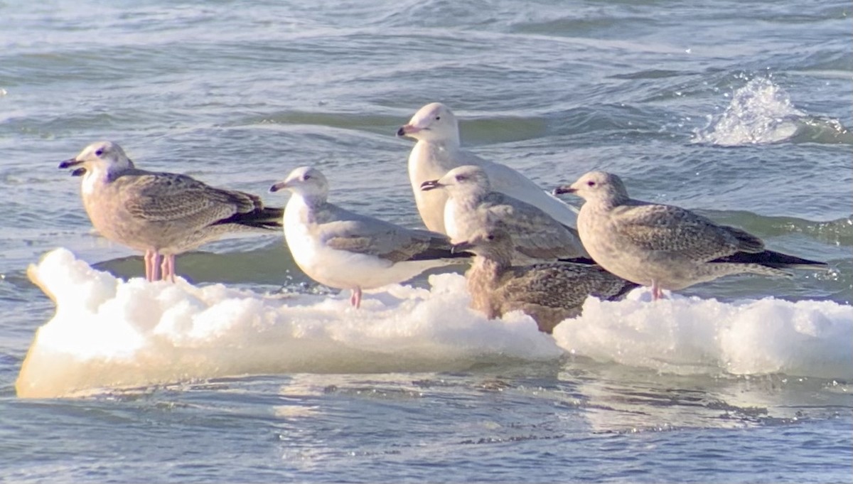 Gavión Hiperbóreo - ML647142649