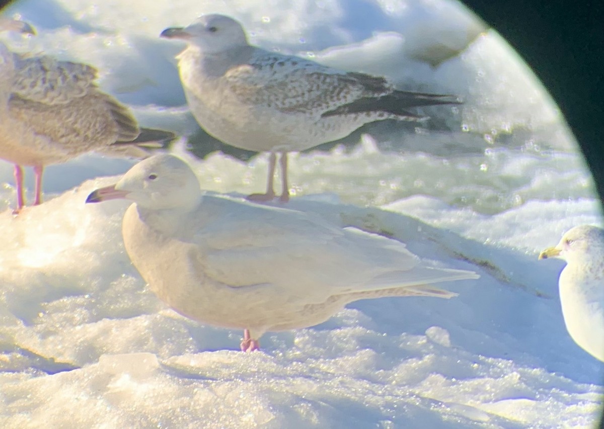 Gavión Hiperbóreo - ML647142650