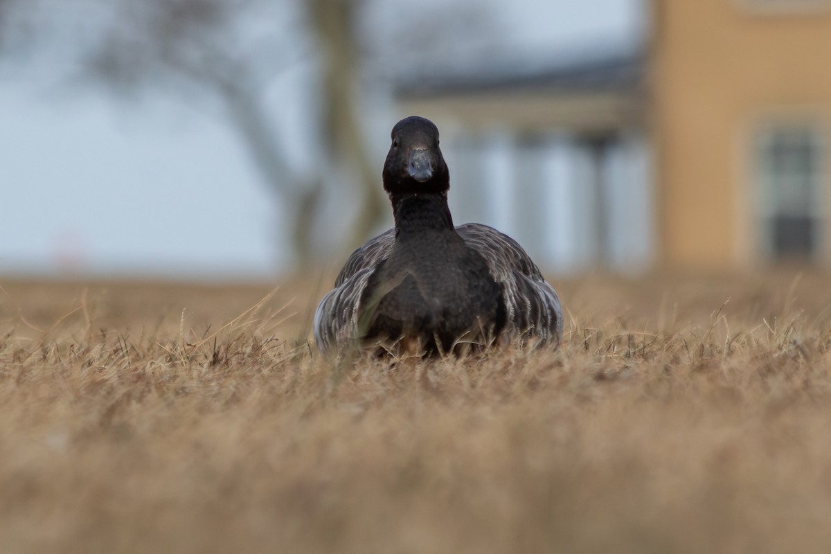 Yosun Kazı (hrota) - ML647142653