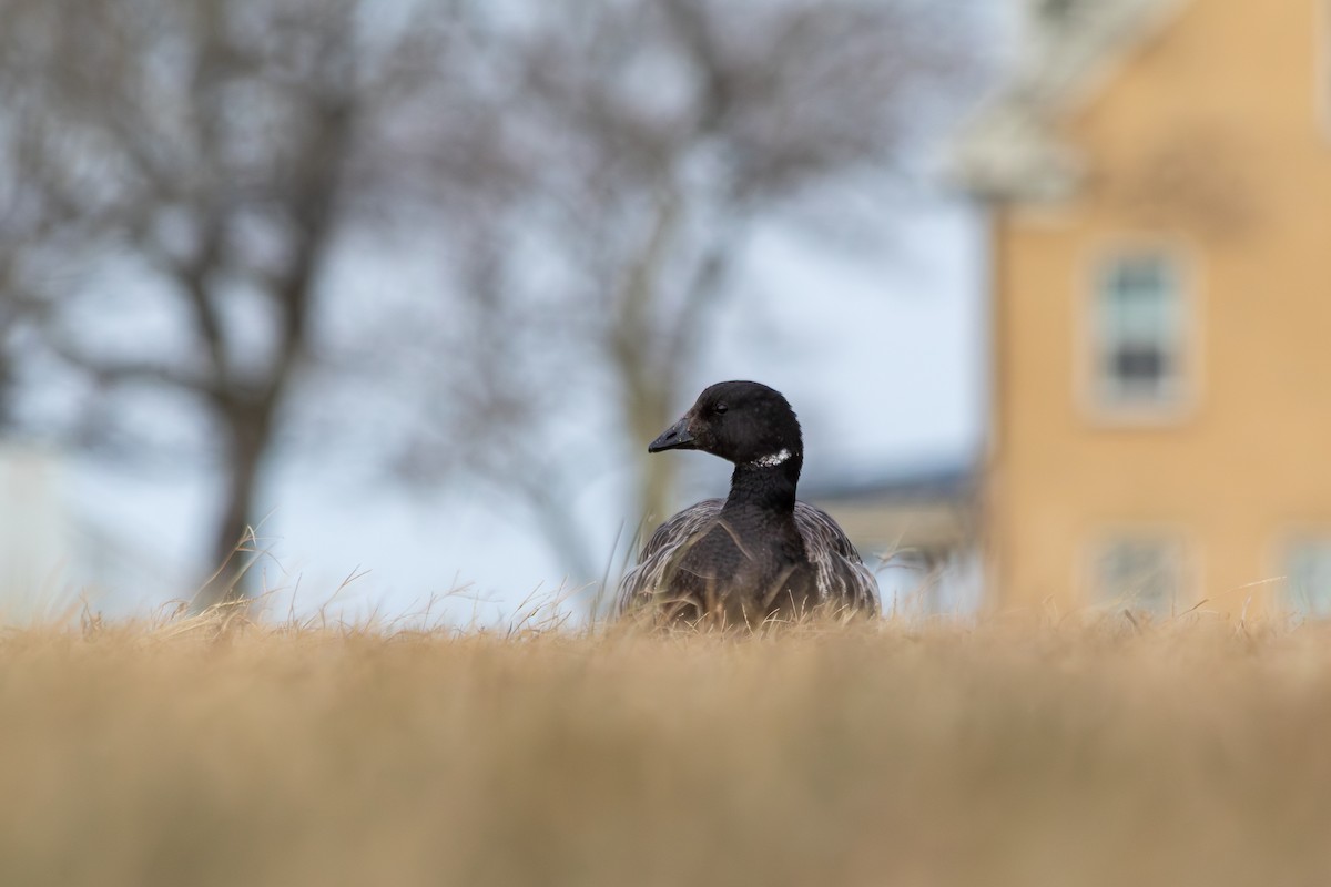 Yosun Kazı (hrota) - ML647142654