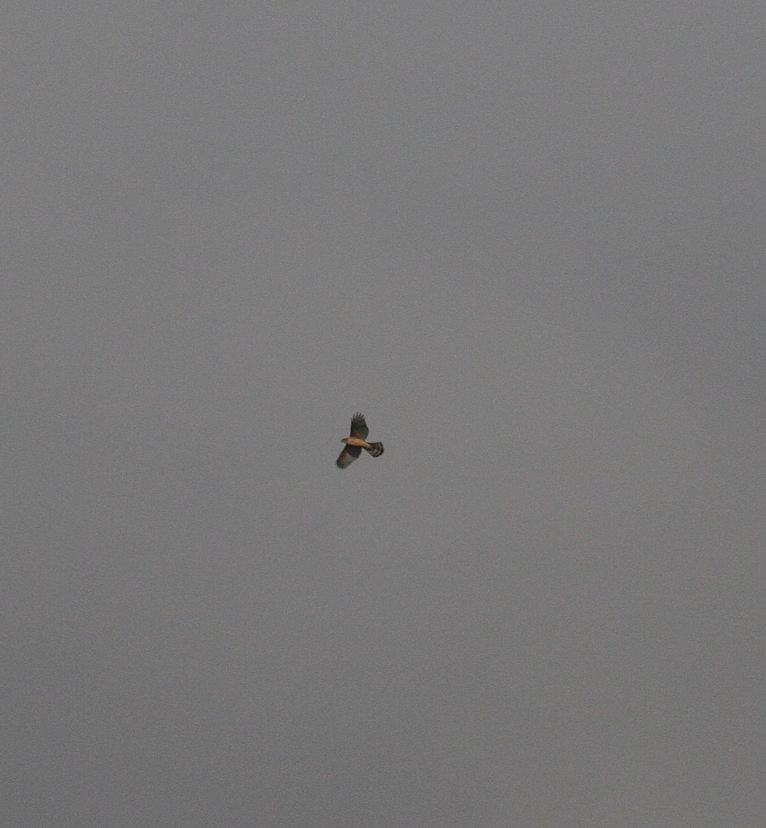 hønsehauk - ML647142656