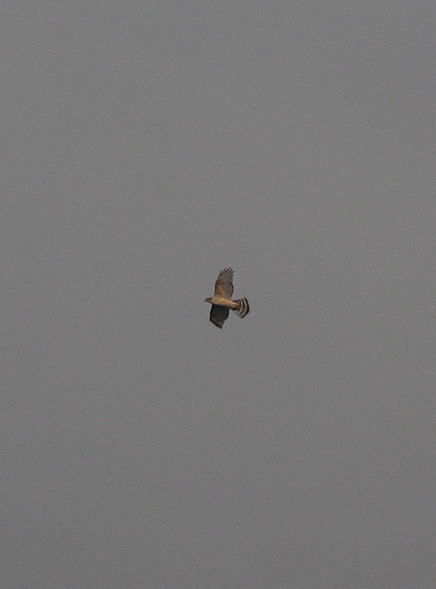 hønsehauk - ML647142657