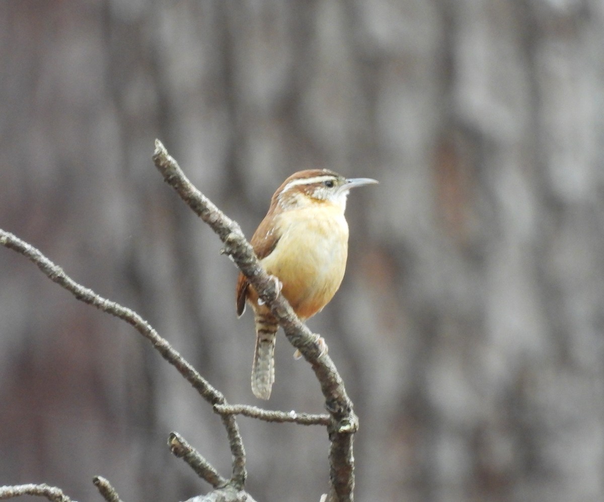 Carolina Wren - ML647142662