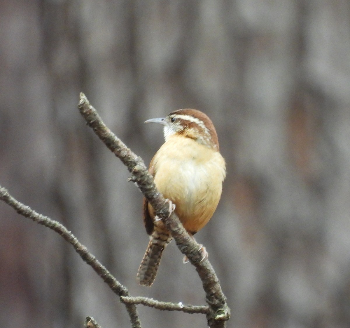 Carolina Wren - ML647142664