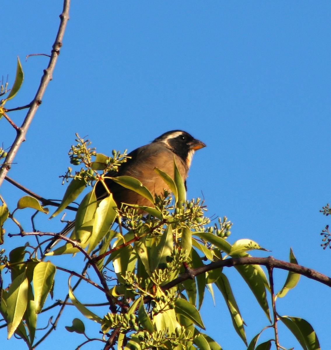 oransjenebbsaltator - ML647142665