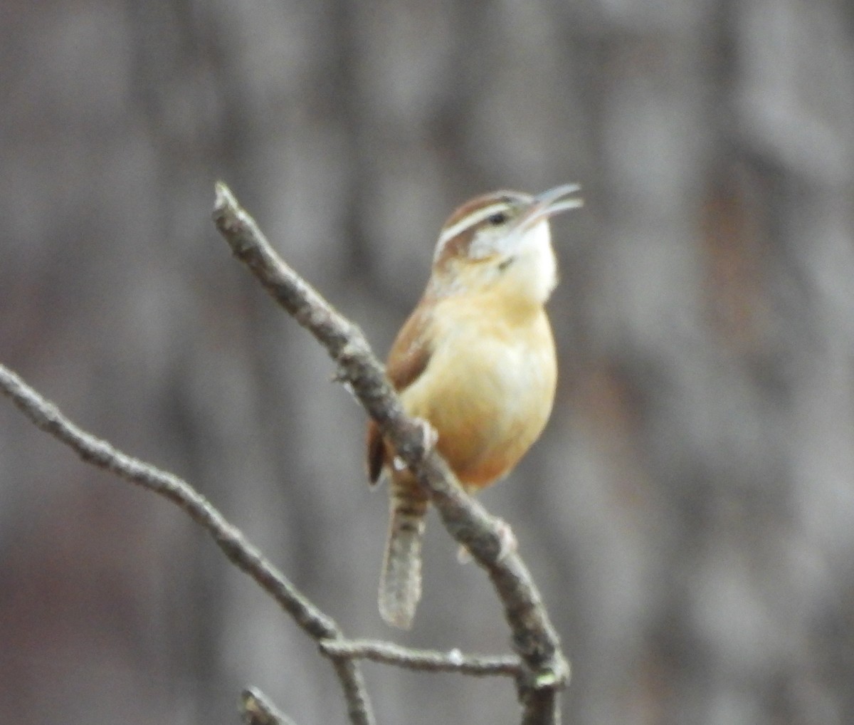 Carolina Wren - ML647142667