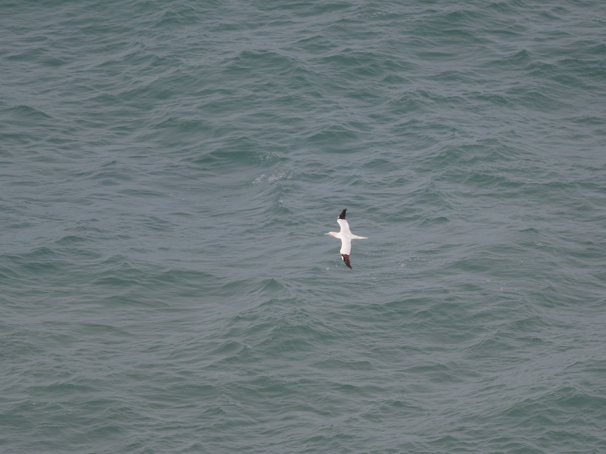 סולה מצויה - ML647142678