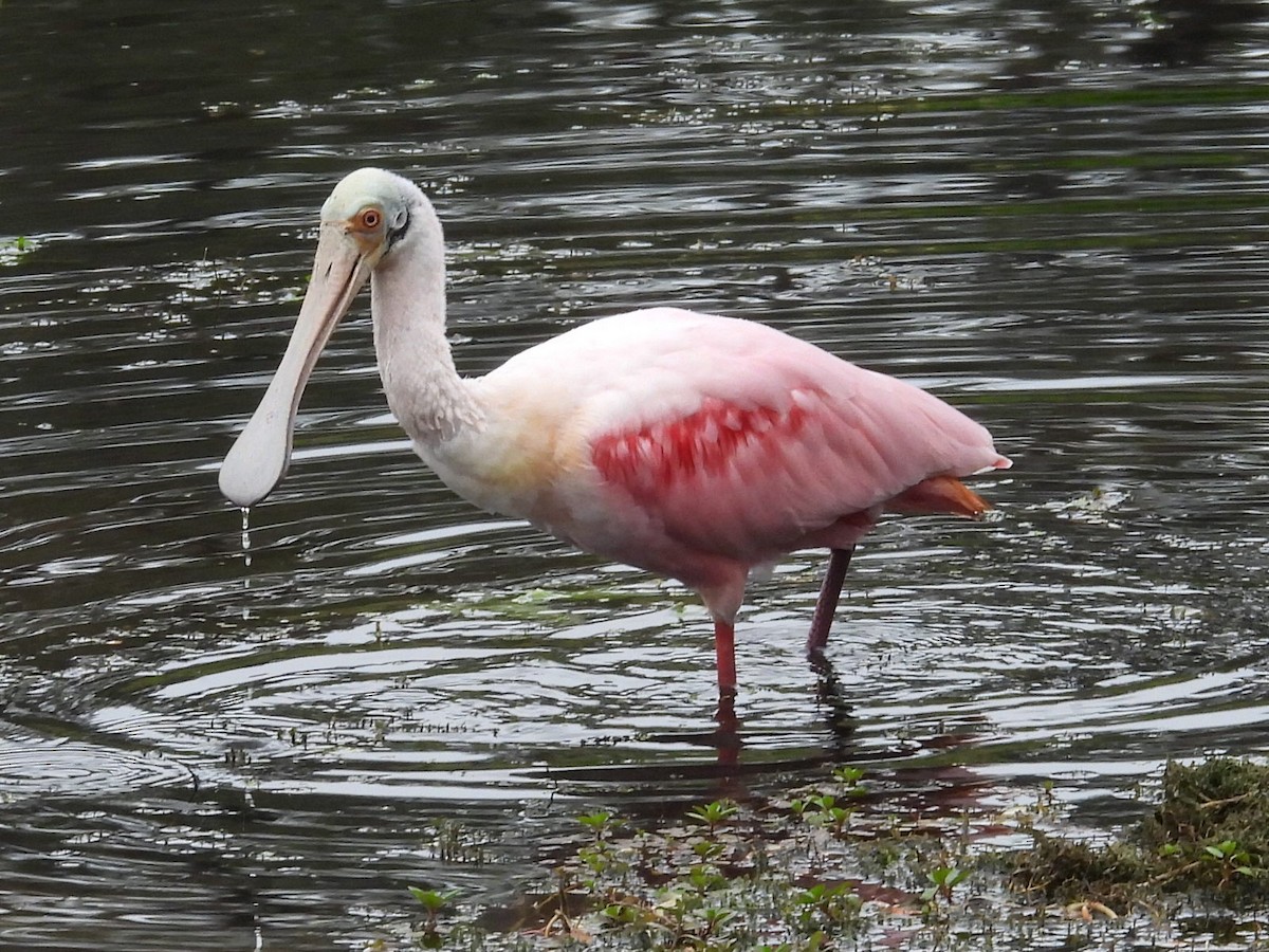 Roseate Spoonbill - ML647142688