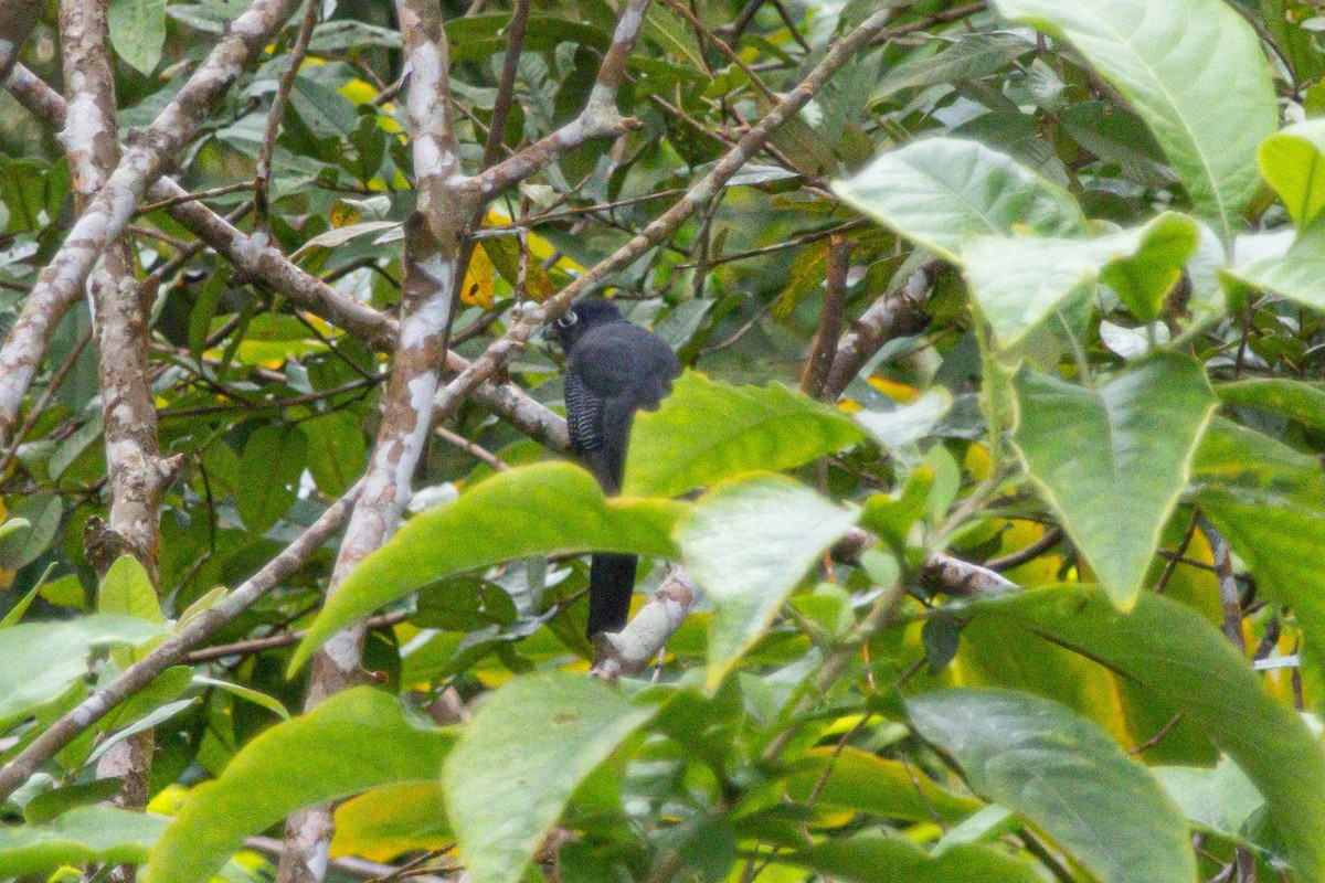 Фиолетовый трогон - ML647142693