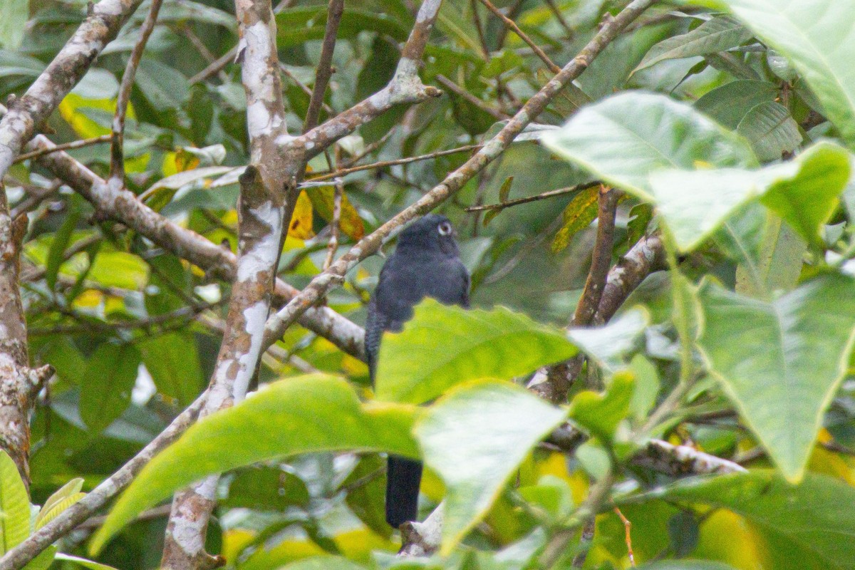 Фиолетовый трогон - ML647142694