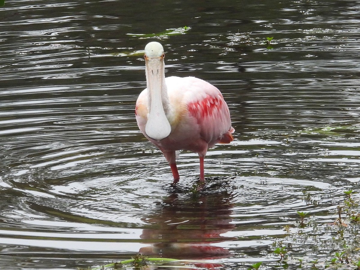Roseate Spoonbill - ML647142695