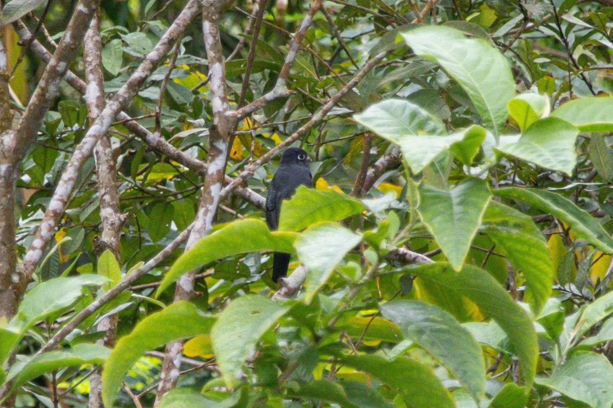 Фиолетовый трогон - ML647142696