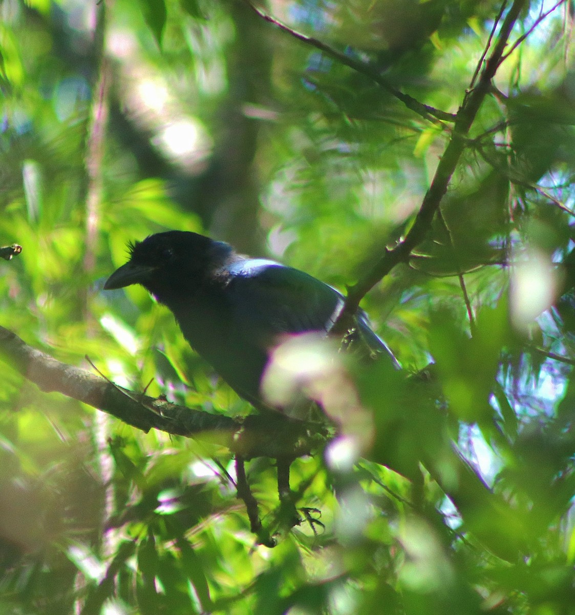 sojka azurová - ML647142698