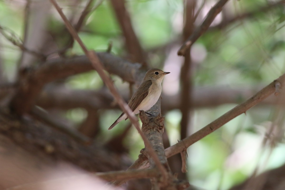 Red-breasted Flycatcher - ML647142707