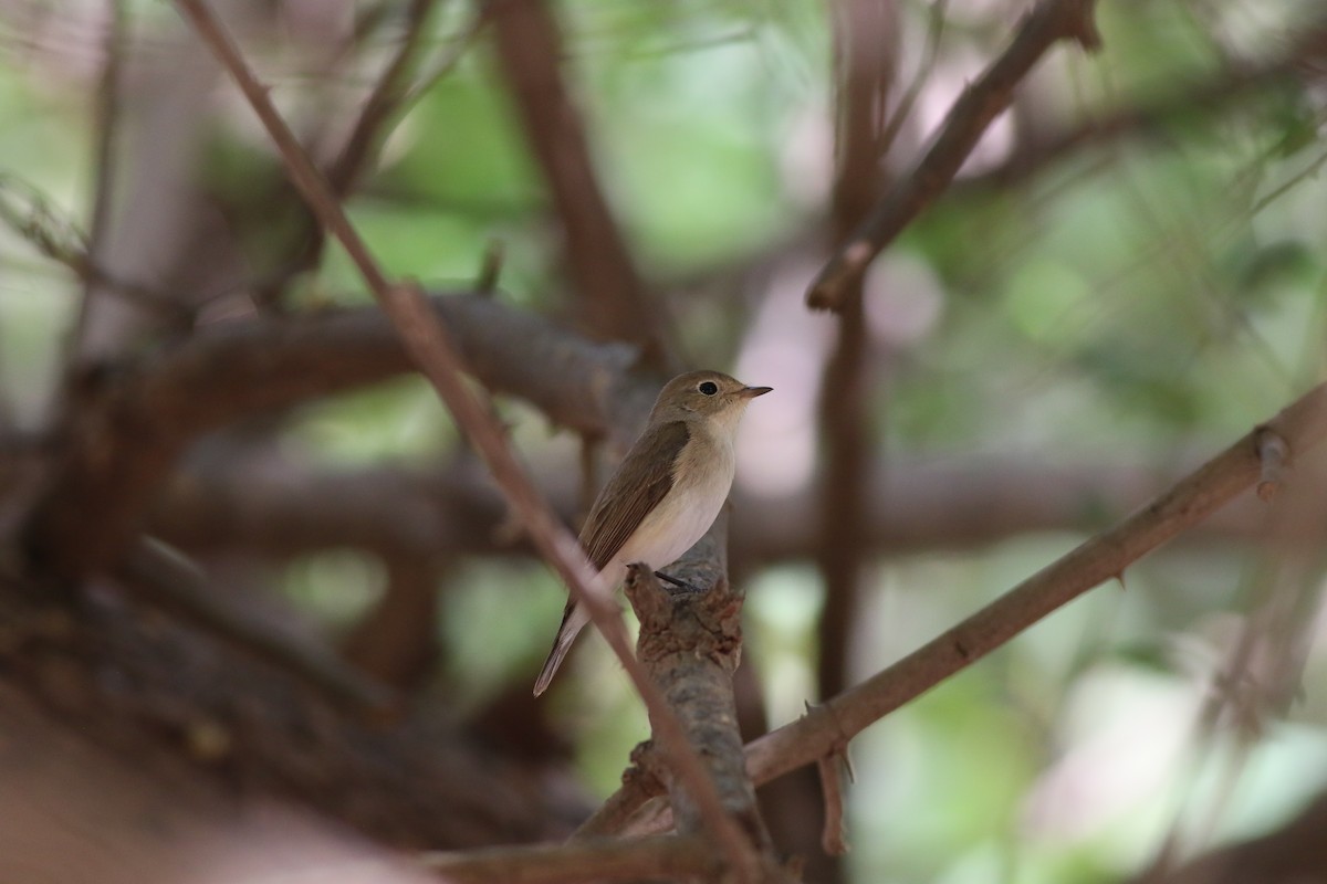 Red-breasted Flycatcher - ML647142708