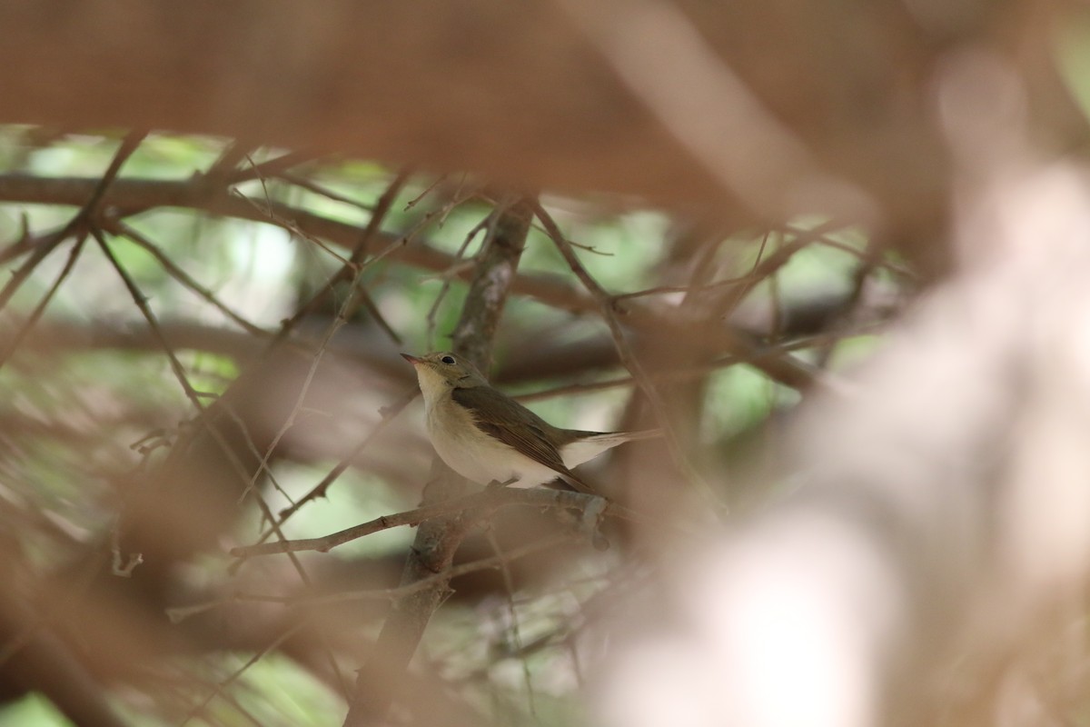 Red-breasted Flycatcher - ML647142709