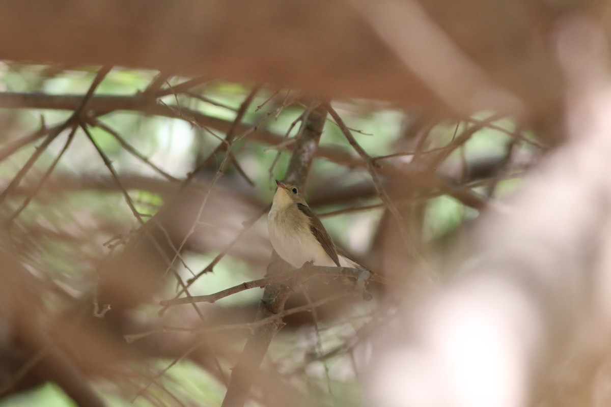 Red-breasted Flycatcher - ML647142710