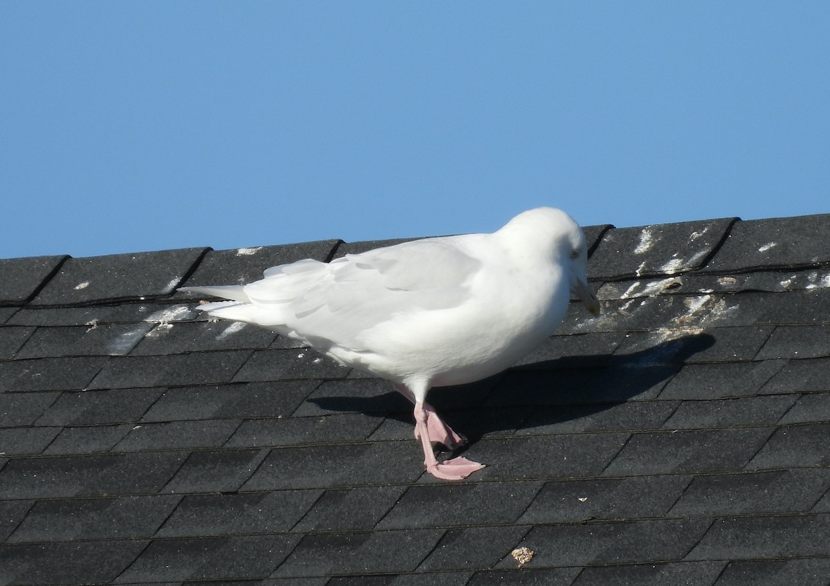 Gavión Hiperbóreo - ML647142720