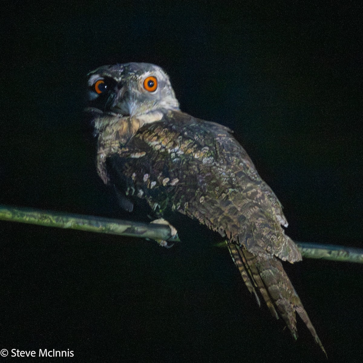 パプアガマグチヨタカ - ML647142721