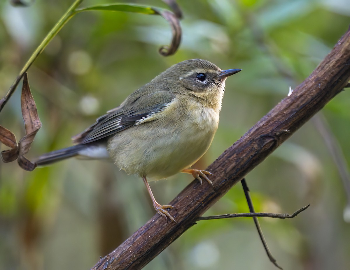 Black-throated Blue Warbler - ML647142723