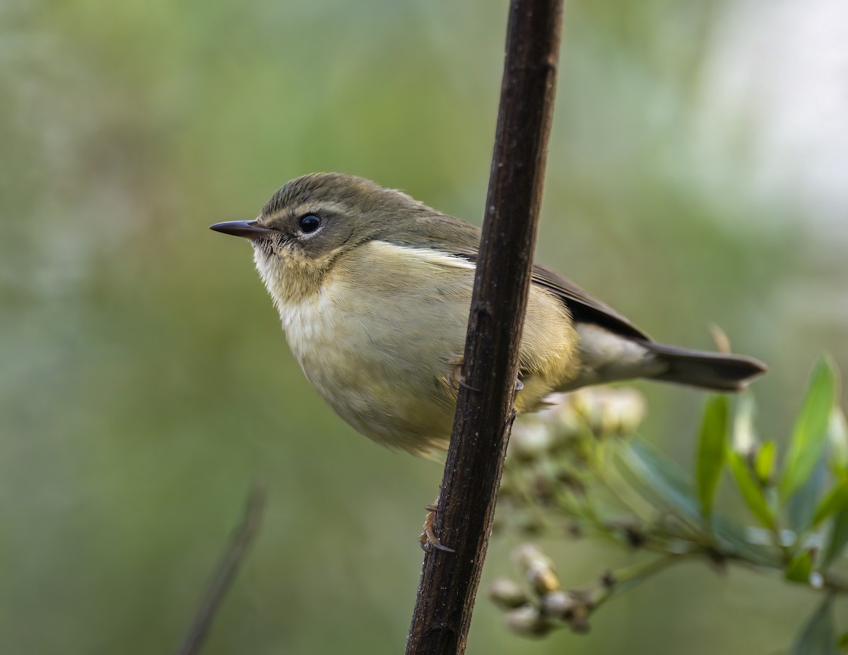 Black-throated Blue Warbler - ML647142725