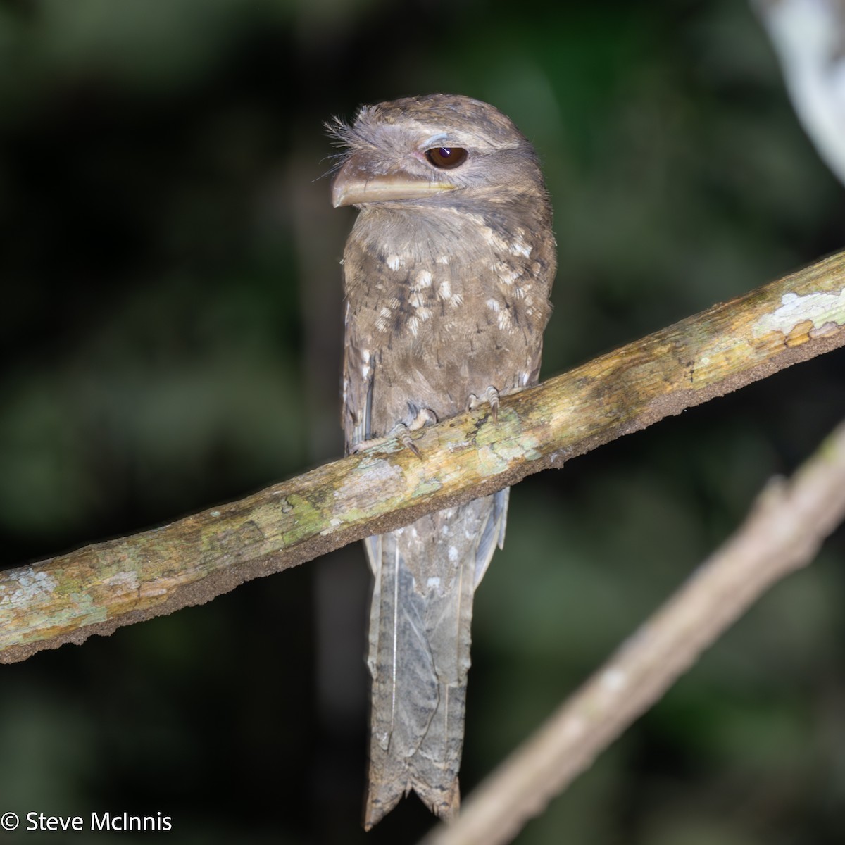 Marbled Frogmouth (Marbled) - ML647142729