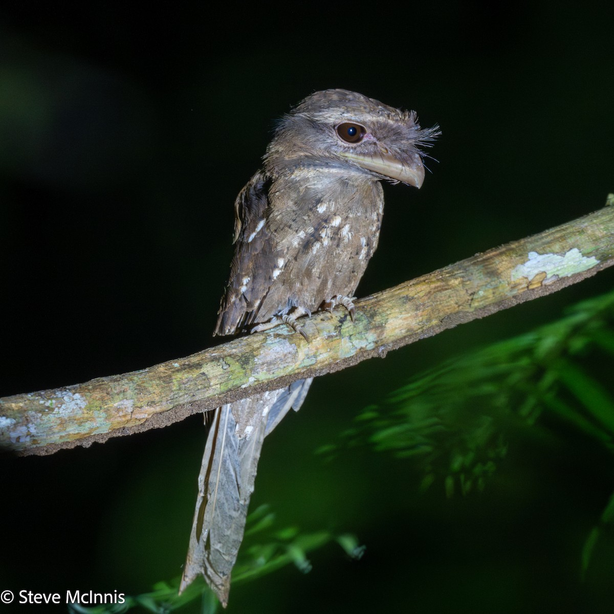 Marbled Frogmouth (Marbled) - ML647142730