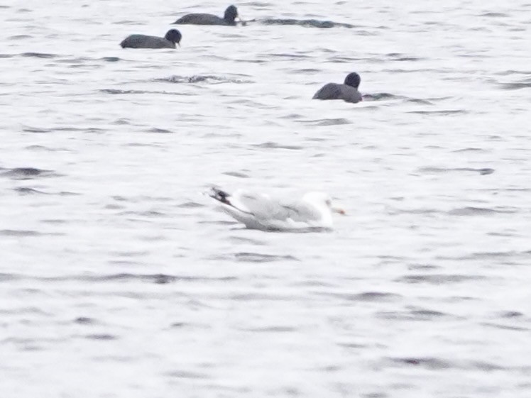 שחף כוזרי - ML647142744