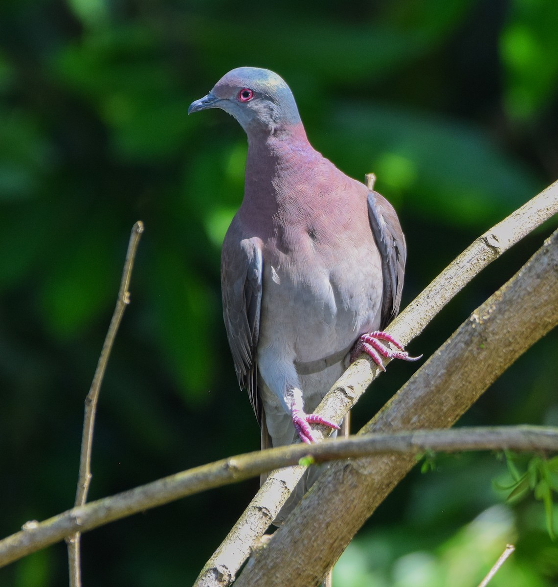 Pale-vented Pigeon - ML647142751