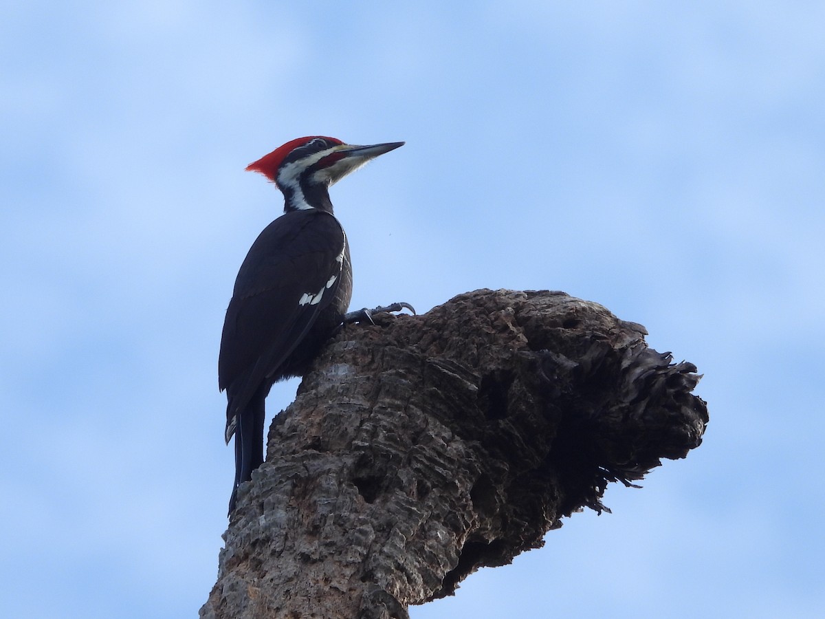Pileated Woodpecker - ML647142752